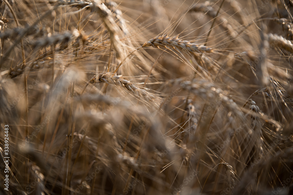 Fototapeta premium spikelet on the sunset