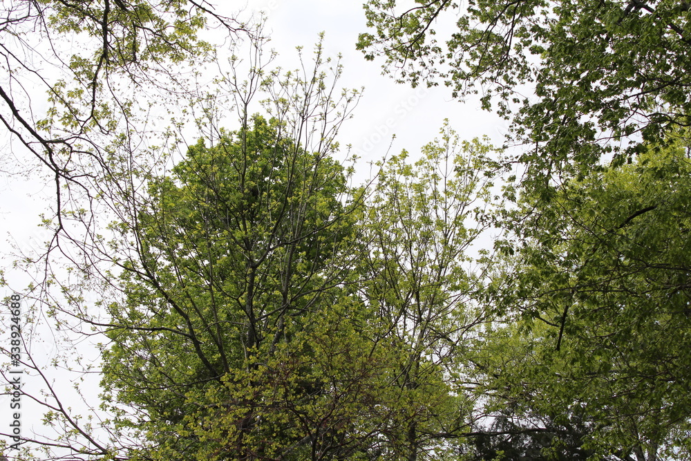 Fototapeta premium Shades of Spring