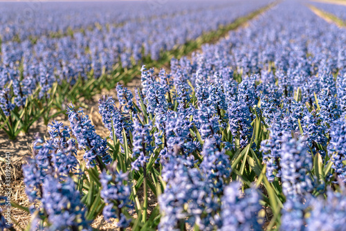 Bright blue field of blooming hyacinths on a flower farm in The Netherlands.