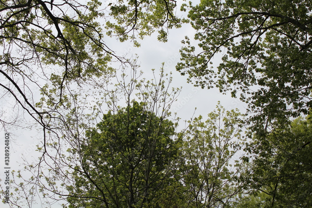 Shades of Spring Shades of Spring