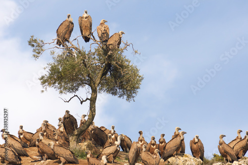flock of griffon vultures (Gyps fulvus) in the dung of Cañete la Real in Malaga. Andalusia, Spain © Jesnofer