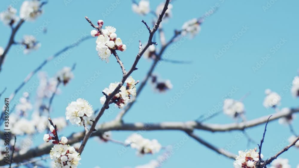 Brunch of blooming plum, shallow depth of field, slow motion Brunch of blooming plum, shallow depth of field, slow motion
