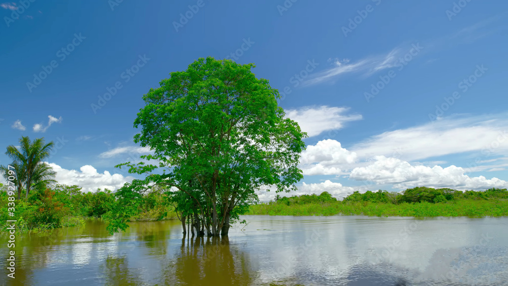 tree on the lake tree on the lake