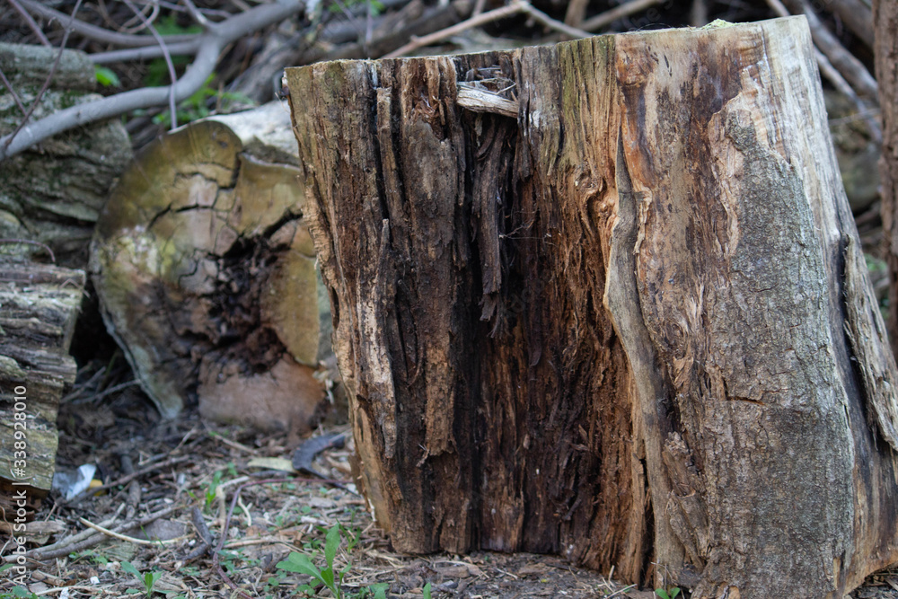 Obraz premium big stump stands on the street