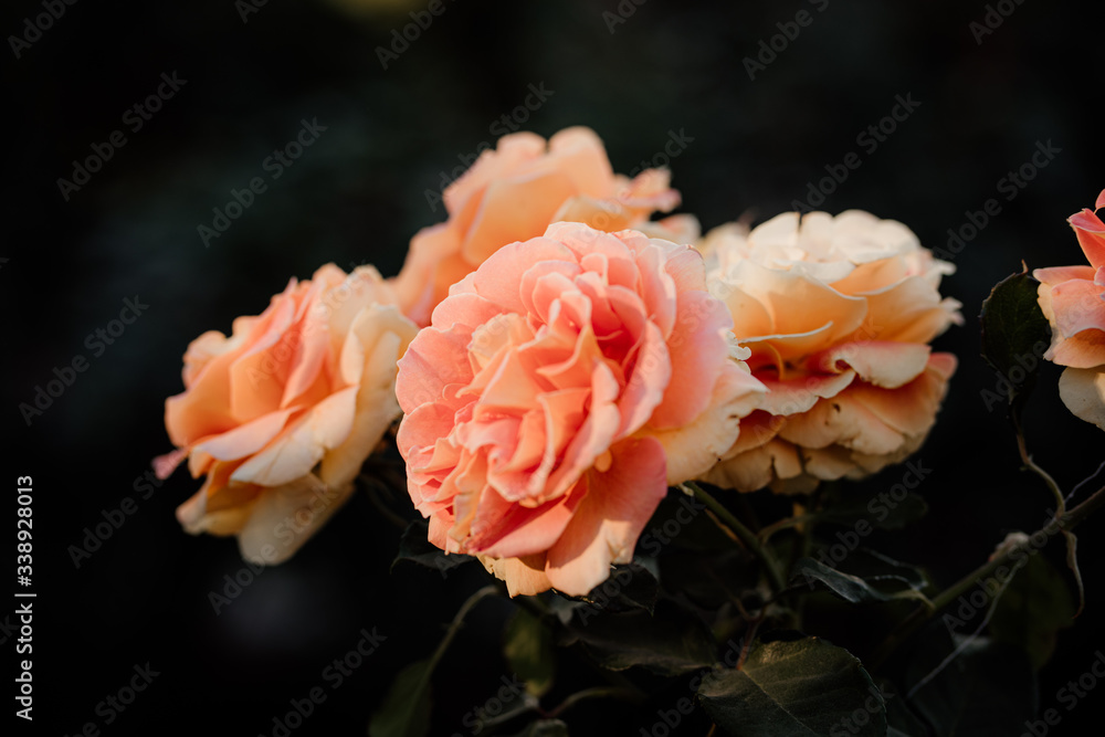 orange roses on black background orange roses on black background