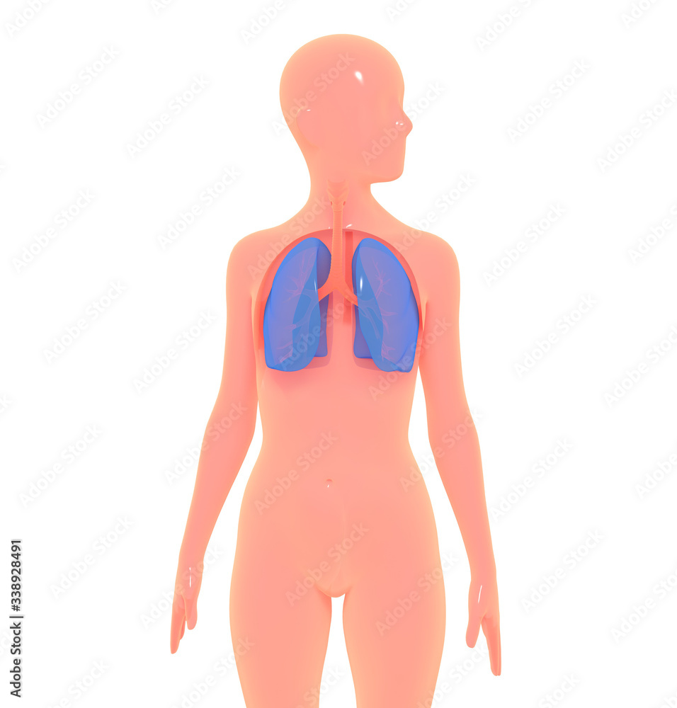 3D illustration of respiratory system over simplified human body. Image isolated on white background with bright colors.