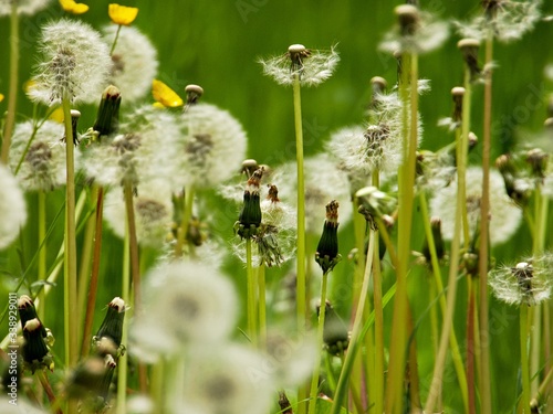 Pusteblumenwiese