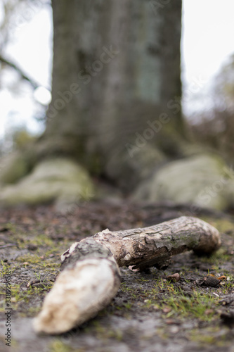 Wurzel