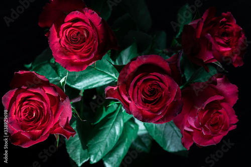 Wallpaper Mural close-up fresh red roses on black background, concept of greeting, wedding, love and celebration of March 8 Torontodigital.ca