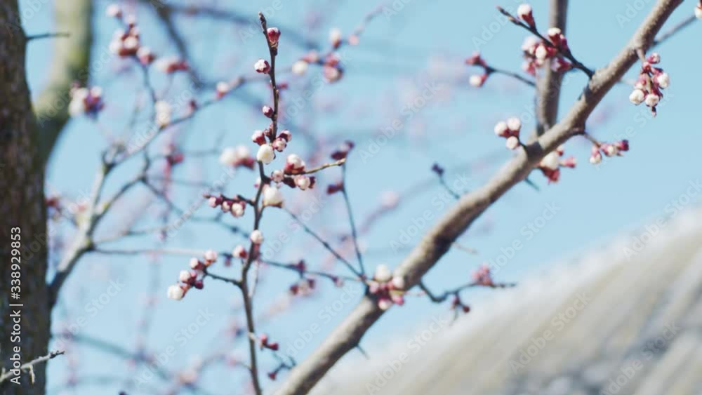 Apricot brunches close up, shallow depth of field, slow motion