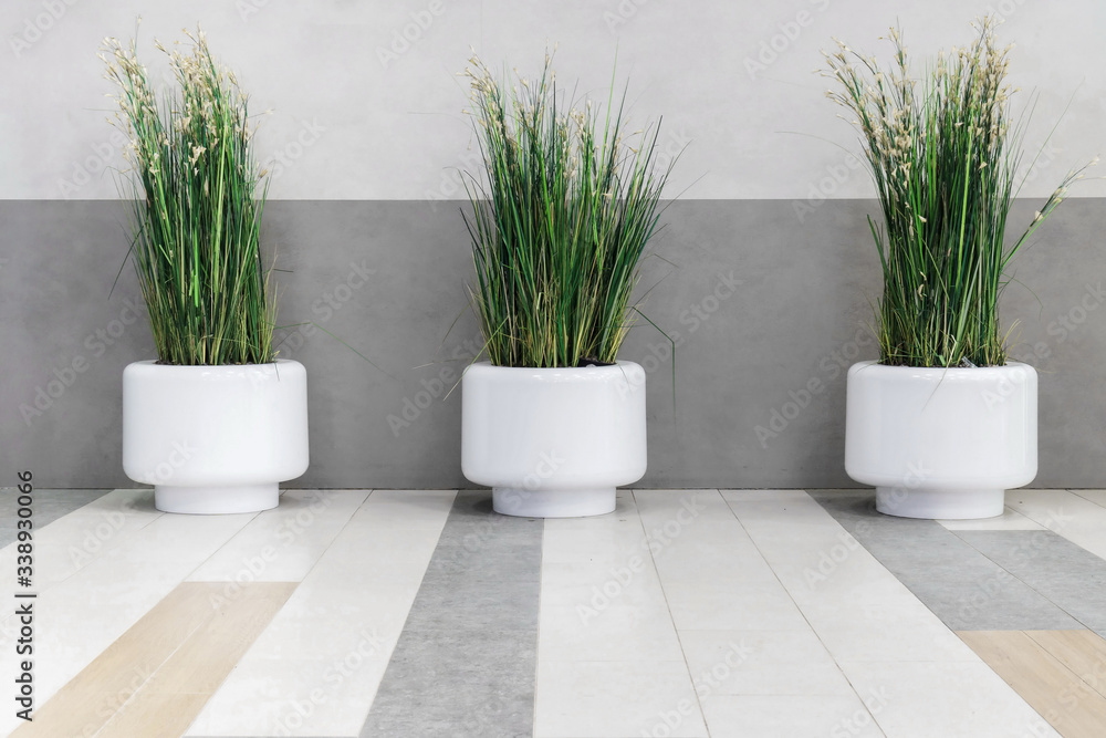 Three flowers grass in tubs, minimalism in the interior.