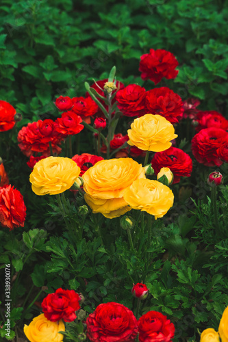 Yellow and red Ranunculus flowers. Bright floral background. Flowers in garden. Dark green background