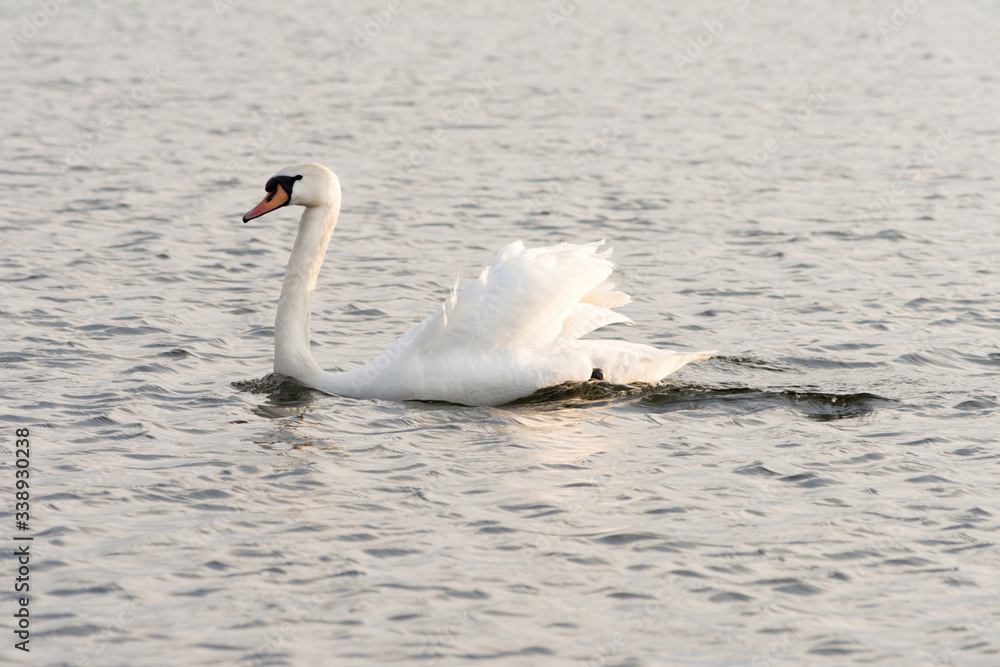 The only white swan in gloomy water. Wildlife Background The only white swan in gloomy water. Wildlife Background