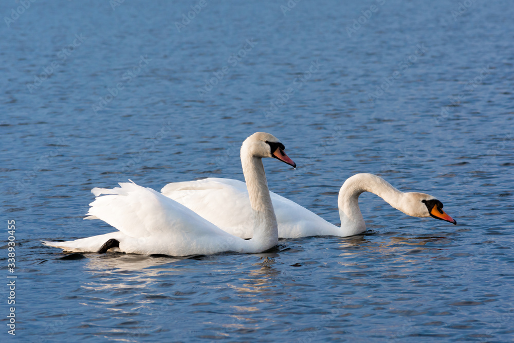 Obraz premium Beautiful Picture of two white swans in love swiming on the lake in the spring sunny day before nesting. White swan is symbol of peace, love and fidelity. Example of european nature