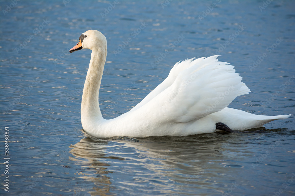 Fototapeta premium One white swan on blue water with small waves. Wildlife Background