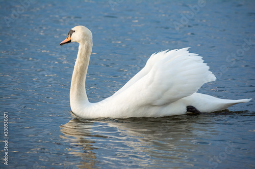One white swan on blue water with small waves. Wildlife Background