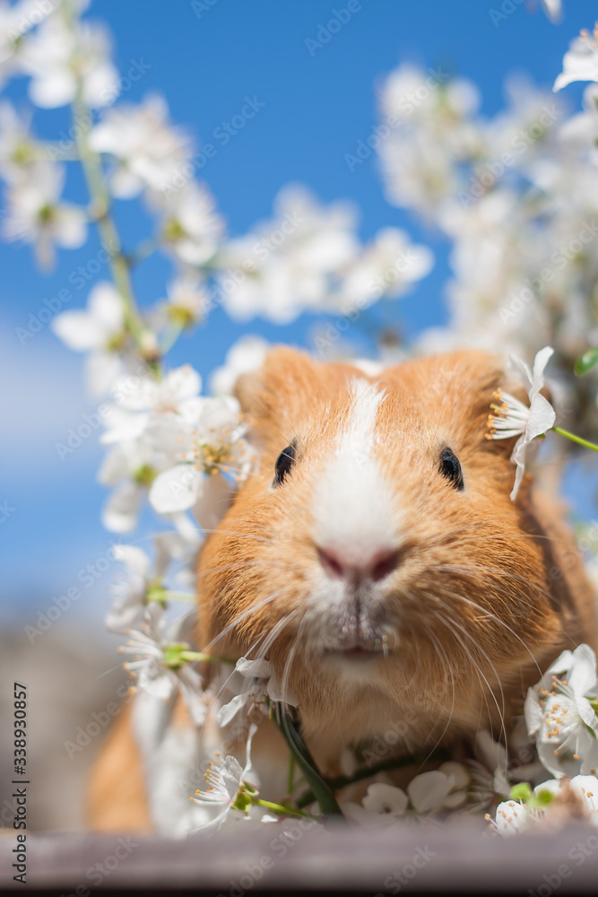 Young ginger guinea pig behind cherry blossoms portrait Young ginger guinea pig behind cherry blossoms portrait