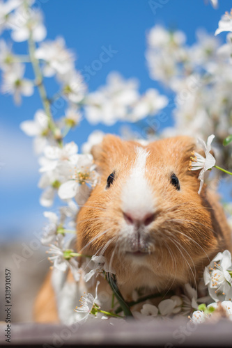 Young ginger guinea pig behind cherry blossoms portrait