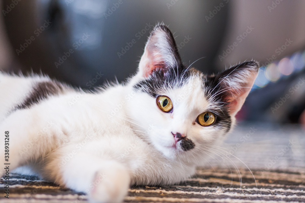 Young cat lying on a carpet indoor
