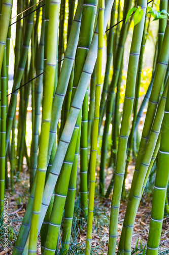 Bamboo grove background. Green bamboo stems. Juicy green plants. Beautiful natural botanical photography