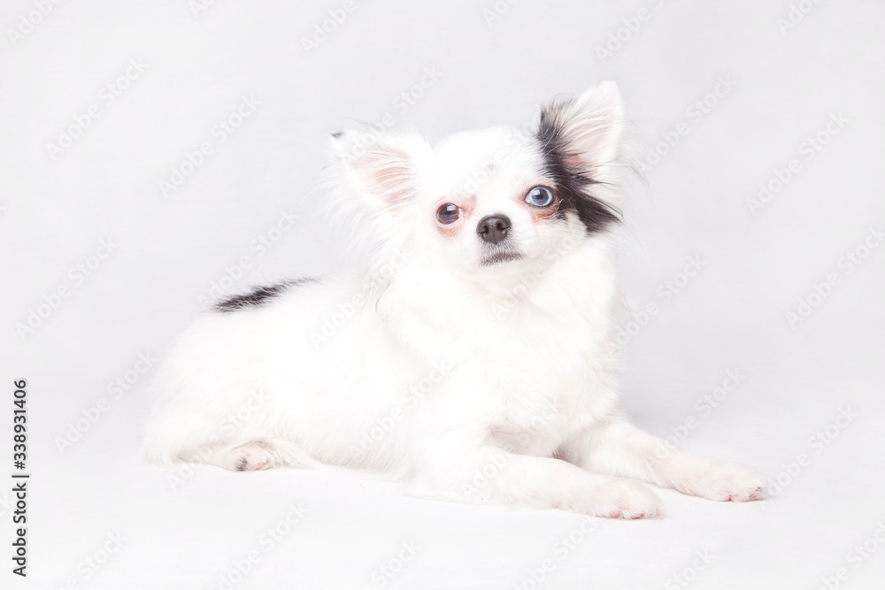 Beautiful long hair Chihuahua teacup posing, isolated on a white background. Beautiful long hair Chihuahua teacup posing, isolated on a white background.