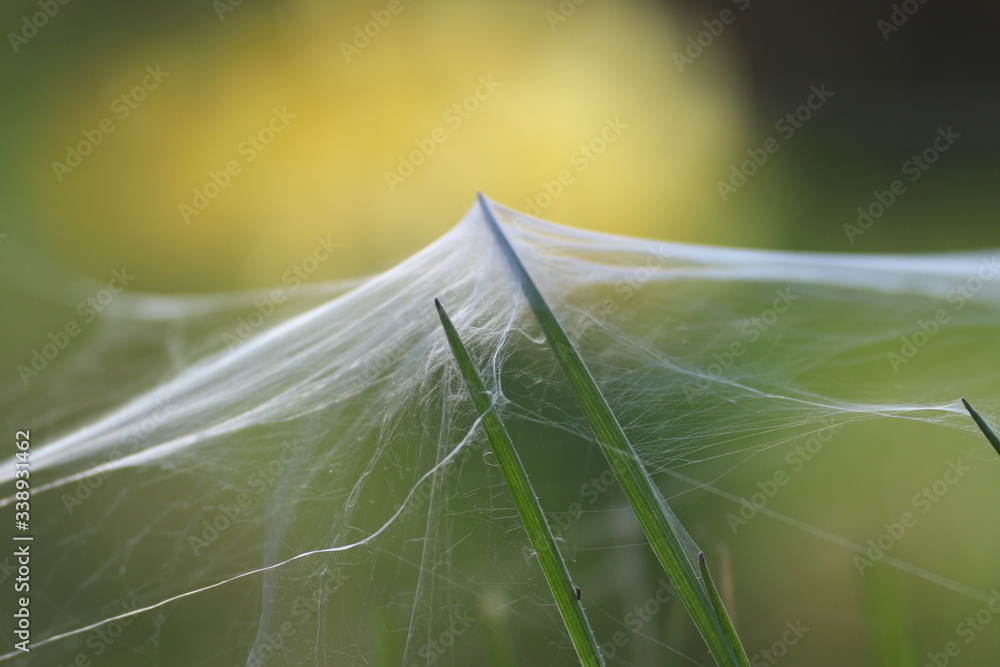 Naklejka premium Pajęczyna na trawie