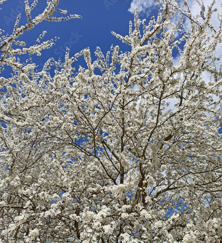Blossoming cherry-plum on the blue sky background. White flowers. Spring garden