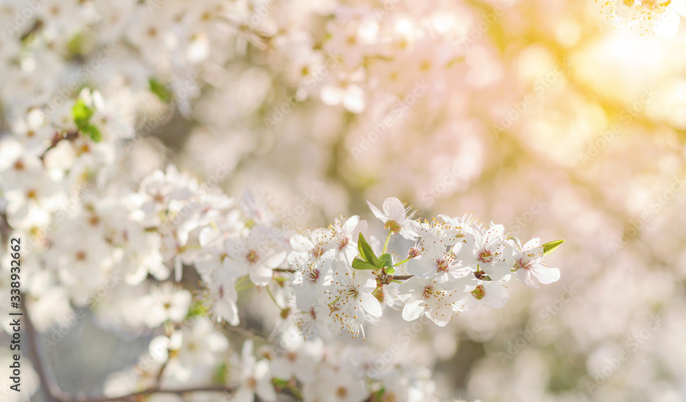Beautiful branch with white flowers over blurred blossoming background on sunny spring day. Close up with selective focus. Fruit's tree blooming. Beautiful branch with white flowers over blurred blossoming background on sunny spring day. Close up with selective focus. Fruit's tree blooming.