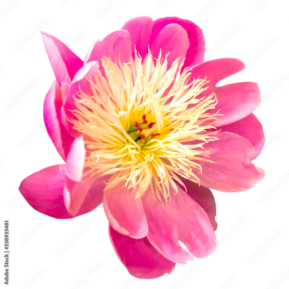 Obraz premium Closeup of a beautiful Pink and Yellow peony flower, isolated on a white backgrond