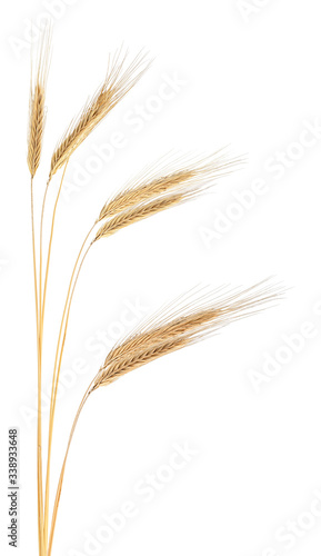 Ears of rye. Spikelets of ripe rye isolated on a white background.
