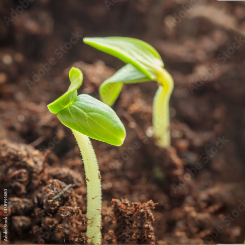Spring seedling, grow of young green sprouts in soil with organic compost fertilizer. Ecology concept