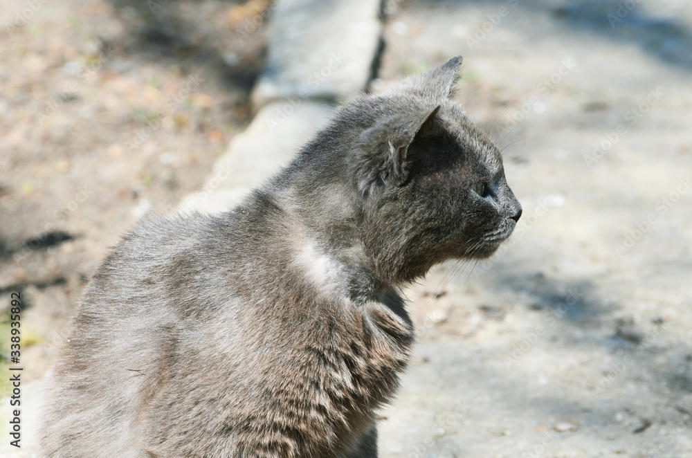 Naklejka premium Grey cat sitting outdoors, spring time,photo