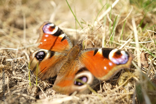 Nahansicht eines Tagpfauenauge photo