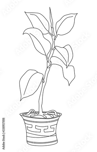 Rubber ficus in a pot with Greek ornament. Vector illustration