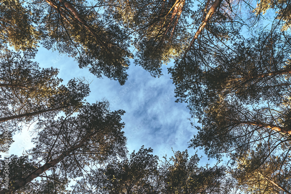 Obraz premium Bottom view of tall trees pines in evergreen wild forest. Blue sky with clouds in background. Looking up at converging crowns and tree branches in woods. Amazing nature reserve