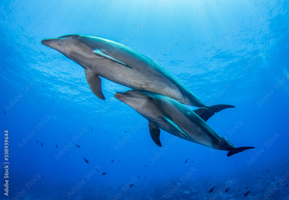 Naklejka premium Dolphins in the blue