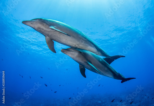 Dolphins in the blue