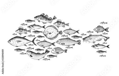 Fish sketch collection. Hand drawn vector illustration. Fish shaped. School of fish vector illustration. Food menu illustration. Hand drawn fish set. Engraved style.