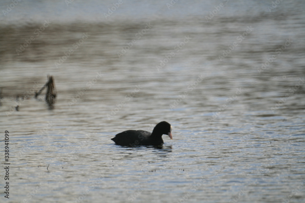 Eurasian coot (Fulica atra) swimming and feeding in Belarus Eurasian coot (Fulica atra) swimming and feeding in Belarus