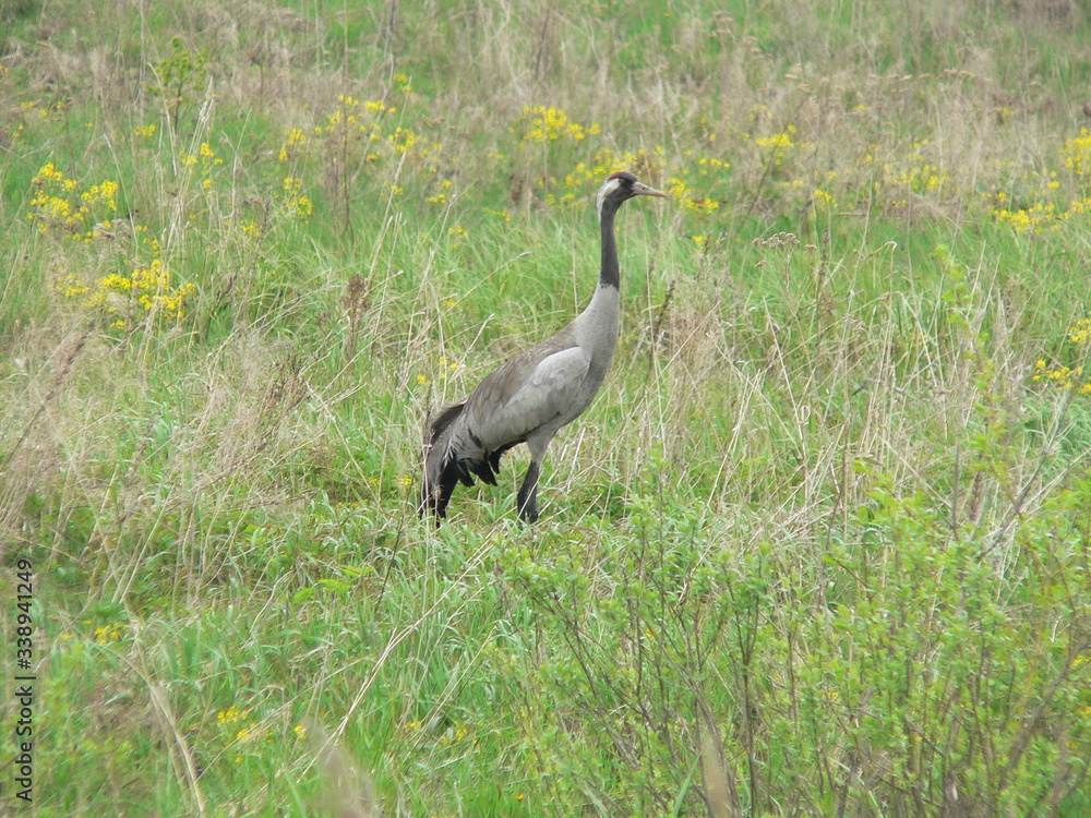 Fototapeta premium Сommon crane (Grus grus), also known as the Eurasian crane