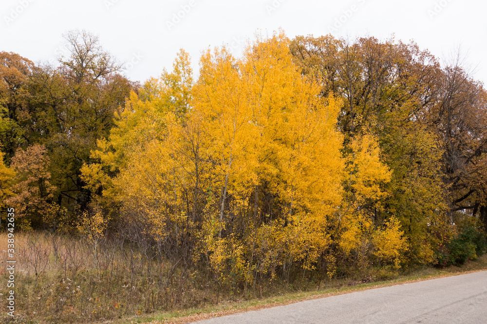 Turning yellow of the autumn leaves along a country road. Clitherall Minnesota MN USA