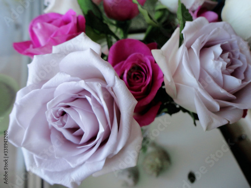 Lilac and raspberry roses close-up