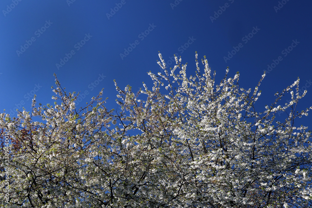 Spring blossom against a blue sky
