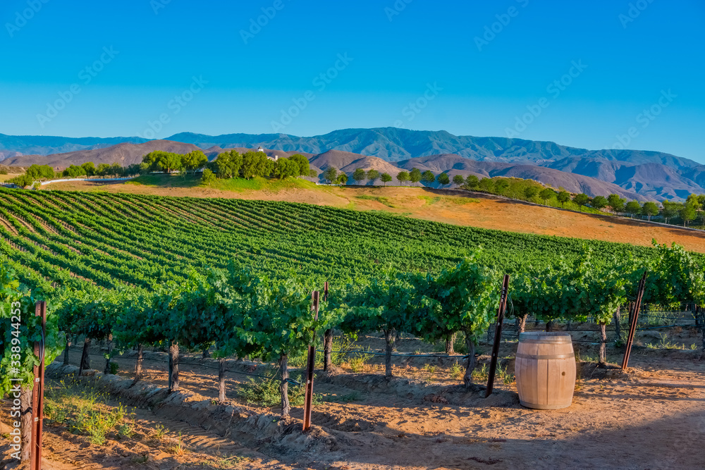 California Vineyard glows in late light of the day.