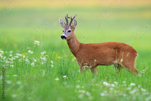 Interested roe deer, capreolus capreolus, buck standing in idyllic green summer nature. Quiet mammal with orange fur observing in morning from side. Animal wildlife on meadow.