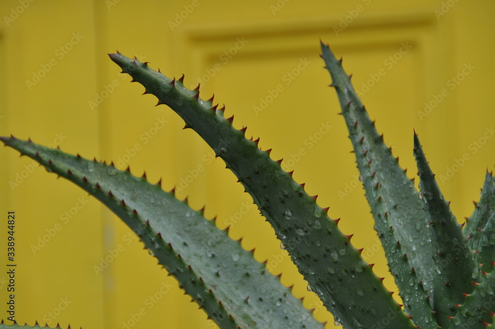 Green Aloe vera leaves in front of a yellow background Green Aloe vera leaves in front of a yellow background