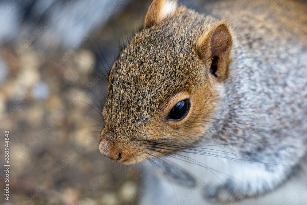 Fototapeta premium wiewiórka