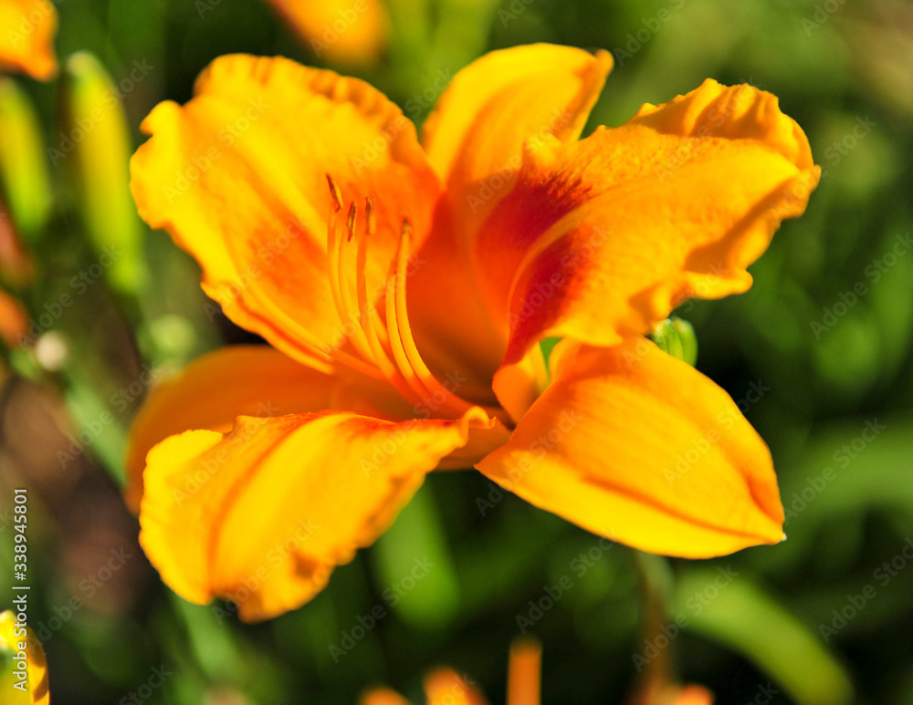 Daylily (Yellow) Daylily (Yellow)