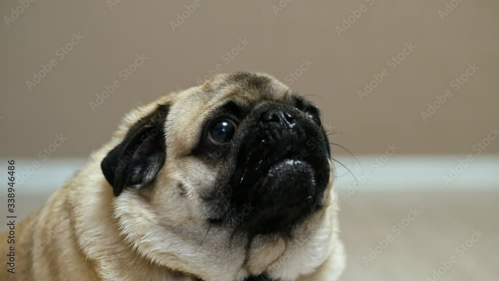 Hungry pug dog with smeared face, barks, begs for food. Hungry pug dog with smeared face, barks, begs for food.