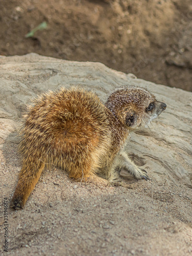 The little cub meerkat (Suricata suricatta) sits on a large rock